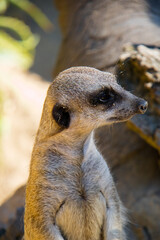 Suricato ou suricata, mamifero encontrado em zoo pelo mundo.  Pode ser encontrada na África do Sul, Botsuana, Namíbia e Angola