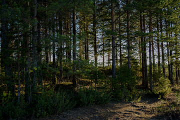 trees in the forest