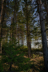 autumn forest in the morning