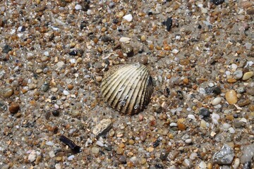 shell on sand