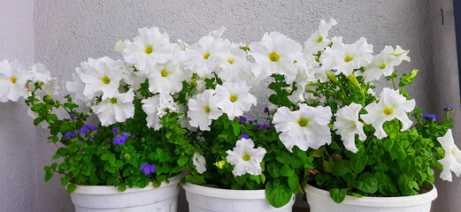 White petunia and ageratum in a pot