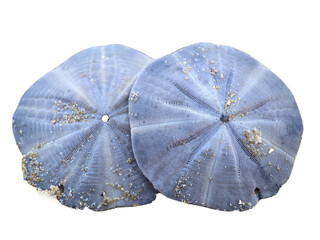 shell isolated on white