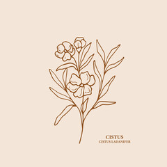 Sketch cistus flower branch illustration - obrazy, fototapety, plakaty