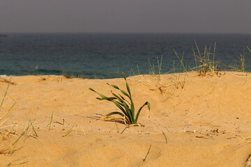 Sand dune on the shores of the Mediterranean Sea in northern Israel.