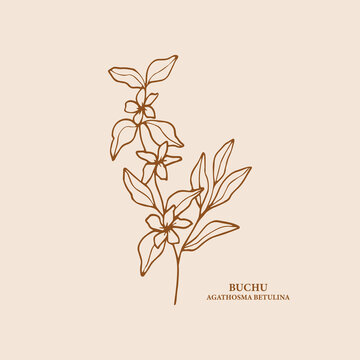 Hand drawn buchu flower branch illustration