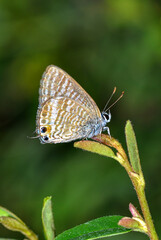 little butterflies continue their generation in small parks in the city