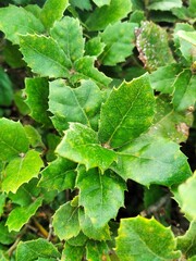 close up of green leaves