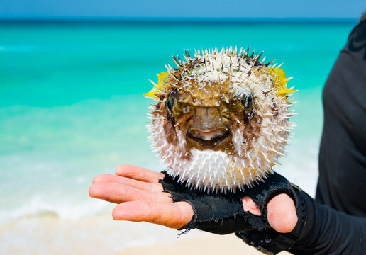 Blowfish or puffer fish in the hands of a diver