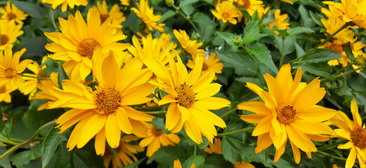 yellow flowers