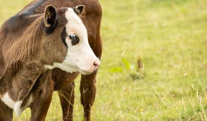close up face shot of brown and white calf looking to the right copy space