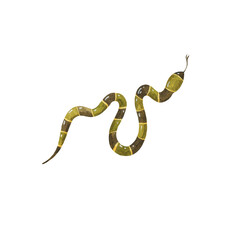 Snake. .Watercolor hand-drawn illustration. Isolated object on a white background. Perfect for your design.