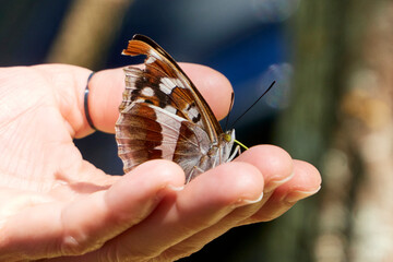butterfly on hand