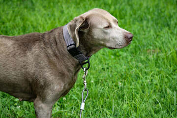 dog in grass