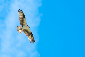 An Osprey, Pandion haliaetus, soaring in the blue sky hunting for prey