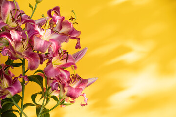 Composition with beautiful blooming lily flowers on yellow background, space for text