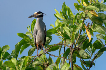 Yellow-capped Night Heron, perched atop a tree in the sunlight and blue sky in the morning.