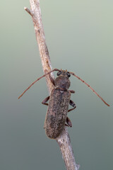 a longhorn beetle - Trichoferus holosericeus