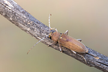 a longhorn beetle - Hesperophanes sericeus