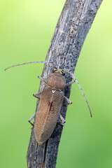 a longhorn beetle - Hesperophanes sericeus