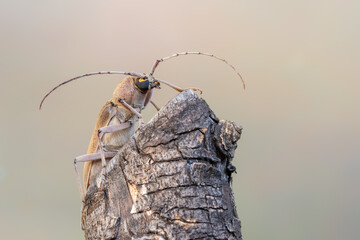 a longhorn beetle - Hesperophanes sericeus