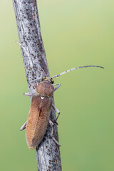a longhorn beetle - Hesperophanes sericeus