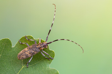 a longhorn beetle - Monochamus galloprovincialis