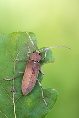 a longhorn beetle - Hesperophanes sericeus