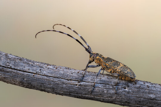 「Monochamus」の画像 701 件の Stock 写真、ベクターおよびビデオ Adobe Stock