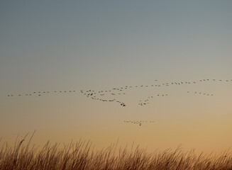 A flock cormorants flying during sunrise on Kinburn Spit,  Mykolaiv Oblast, Ukraine.