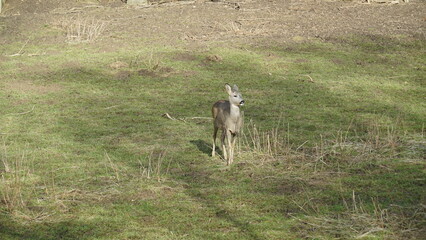 Fototapeta premium Reh, Rehe auf der Wiese im Gras