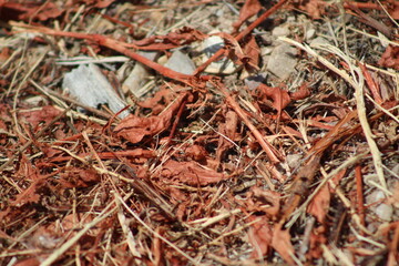 dead leaves on the ground