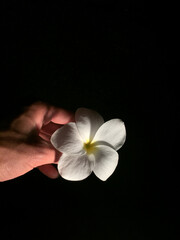 Fototapeta na wymiar Hand holding a white flower with yellow details at night with a black background