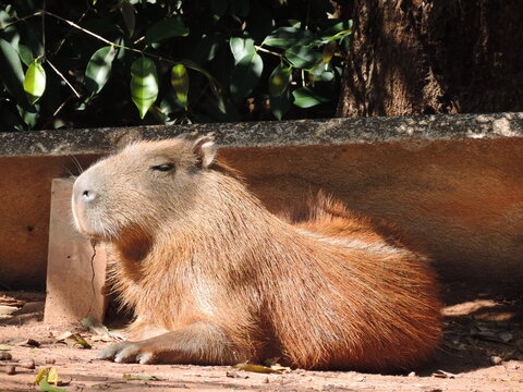 A capivara &eacute; uma esp&eacute;cie de mam&iacute;fero roedor , no territ&oacute;rio brasileiro e um animal que se encontra em abundancia. 