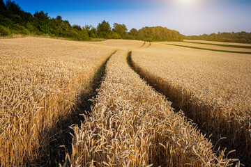 Wheat field under blue sky. Rich harvest theme. Rural landscape with ripe golden wheat. The global...