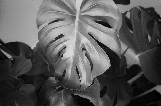 black and white plant