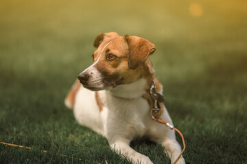 jack russell terrier