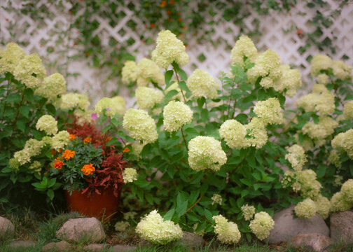 Fototapeta flowers in the garden