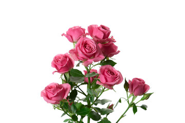 Bouquet of pink roses isolated on a white background.