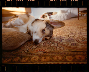 Corgi dog puppy on film