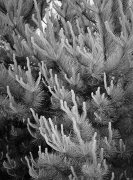 close up of a pine tree