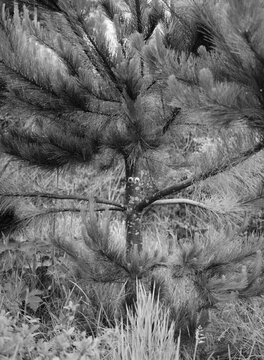 Googly eyes on a pine tree