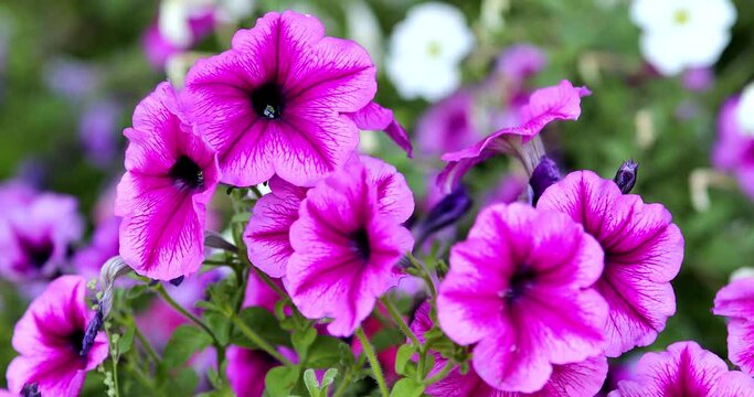 purple petunia flowers in the garden