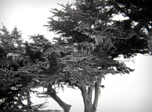 old tree silhouette in the fog