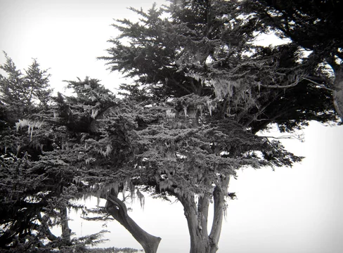 old tree silhouette in the fog