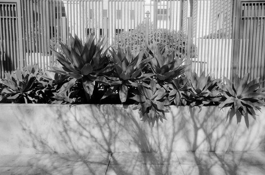 black and white flowers and plants