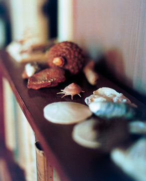 collected seashells on a shelf
