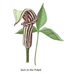 The marsh plant Jack in the Pulpit