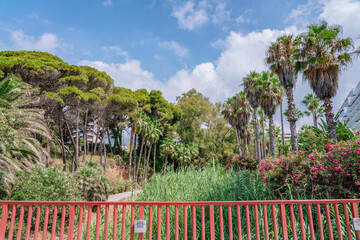 Wild bushes with Bougainvillea flowers in bloom, palms, big green grass, trees in Marbella, Spain