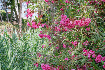 Wild bushes with Bougainvillea flowers in bloom in Marbella, Spain