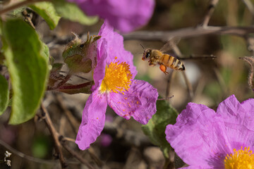 A Honey Bee at Fllight, during Feeding